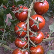 Семена черри-томата Черри Негро F1 1000 семян