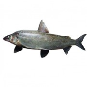 Якутская рыба фото