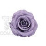 Роза Стандарт 6гол. фиолетовый фото