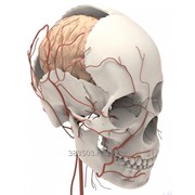 VR симулятор: Модель Человека Анатомическая: Голова и Шея фотография