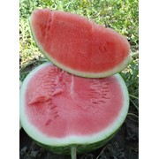 Seedless watermelons wholesale from Ukraine