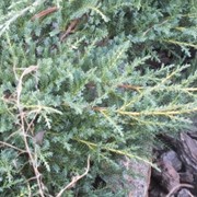 Можжевельник китайский “ Олд Голд“ Juniperus sabina “Old Gold“ фотография
