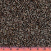 Горчица черная (бурая) / Brown mustard seed / Brassica Juncea фото
