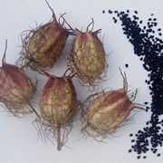 Семена чернушки дамасской