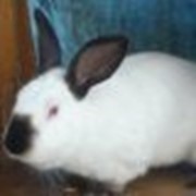 Кролик Калифорнийский, самка покрытая! фото