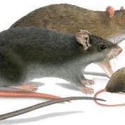 Дератизация, уничтожение, истребление крыс, избавиться от крыс
