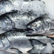 Рыба живая фото