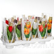 Тюльпан микс -- Tulipa mixed