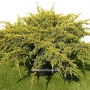 Можжевельник Juniperus squamata фотография