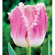Срезанные тюльпаны к 8 марта оптом фото