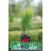 Питомник декоративных растений "PROXIMA", Материал посадочный