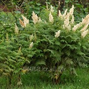 Рябинник Sorbaria Sorbifolia, h см 40-60 фото