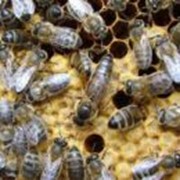 Пакеты среднерусских пчел фото