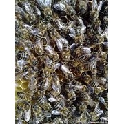 Пчелопакеты фото