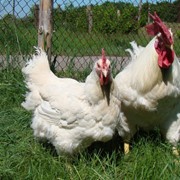 Суточные цыплята кур породы Геркулес с вакцинацией фото