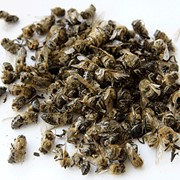 Пчелиный подмор фото