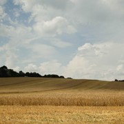 Пшеница. Производство зерновой и масличной сельскохозяйственной продукции высокого качества.