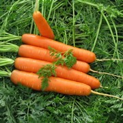 Морковь ранняя фото