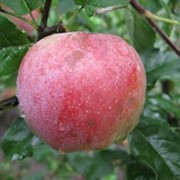 Саженцы яблонь Флоріна фото