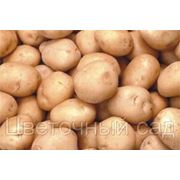 Продажа картошки и лука на зиму,семенной картофель фото