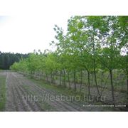 Проект освоения лесов для выращивания посадочного материала лесных растений (саженцев, сеянцев) фотография
