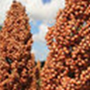 Семена сорго зернового Атаман ,РС-1 фотография