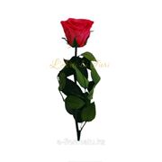 Стабилизированная роза МИНИ фото