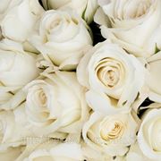 Белые розы (Голландия, вы сами выбираете количество) фото