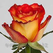 Голландская роза сорта Хай Мэджик оранжевого цвета