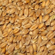 Пшеница мягкая оптом от 500тн фотография