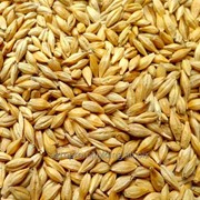 Ячмень фуражный фото