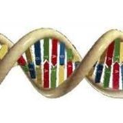 Тесты ДНК, установление отцовства фото