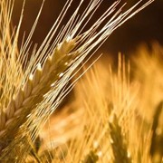 Пшеница второго класса, пшеница на экспорт