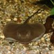 Хвостокол речной сетчатый (ретикулятус) Potamotrygon orbignyi (P. reticulatus) Smooth back river stingray