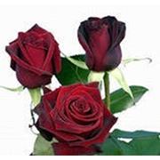 Красная роза, сорт Фридом, 80 см, колумбия