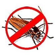 Дезинсекция. Уничтожение насекомых (клопов, тараканов, блох, муравьев и т.д.) . фотография