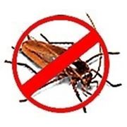 Уничтожение вредных насекомых. фото