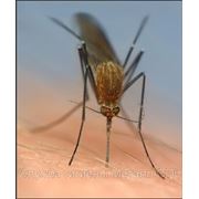 Уничтожение комаров фото