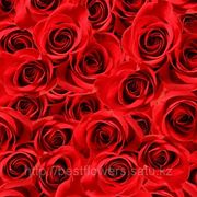 Красные розы (Голландия, вы сами выбираете количество) фотография