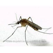 Избавиться от комаров