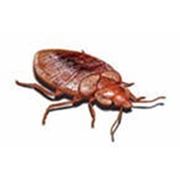Уничтожение клопов, тараканов и др. насекомых.89372012113. фото