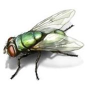 Дезинсекция.Борьба с мухами