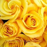 Жёлтые розы (Голландия, вы сами выбираете количество) фото