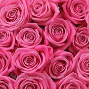 Розовые розы (Голландия, вы сами выбираете количество) фото