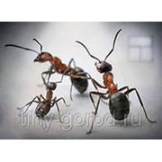 Дезинсекция муравьев фото
