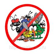 Дезинсекция. Уничтожение насекомых инсектицидными гелями (тараканов, муравьев и т.д.). фотография