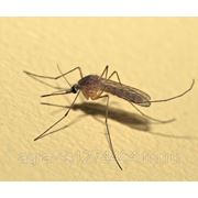 Уничтожение комаров, Борьба с комарами, травить комаров фото