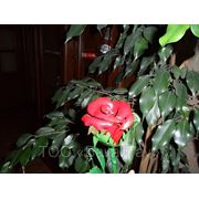 Цветок «роза» фотография