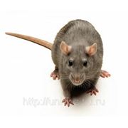 Заключение договора на дератизацию (уничтожение крыс, мышей). фото