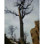 Вырубка деревьев Удалить дерево Киев Спиливание деревьев фотография